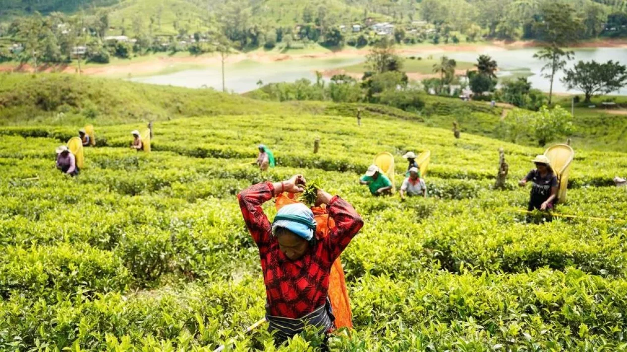 Pendapatan dari Konten Pertanian Melebihi Hasil Kebun