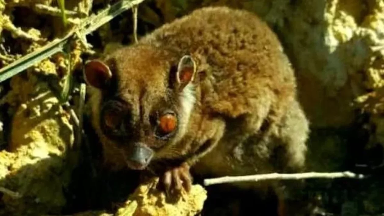 Penemuan Marsupial Purba Papua yang Sempat Dikira Punah 6.000 Tahun