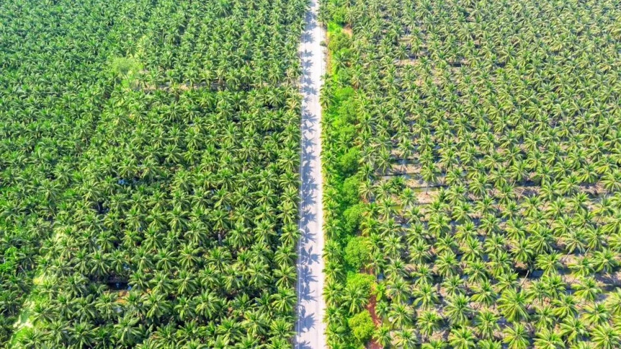 Serangga Penyerbuk Kelapa Sawit Asal Afrika Siap Dongkrak Cuan