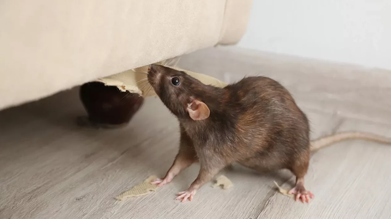 9 Tanaman Pengusir Tikus Paling Ampuh untuk Rumah Bebas Hama