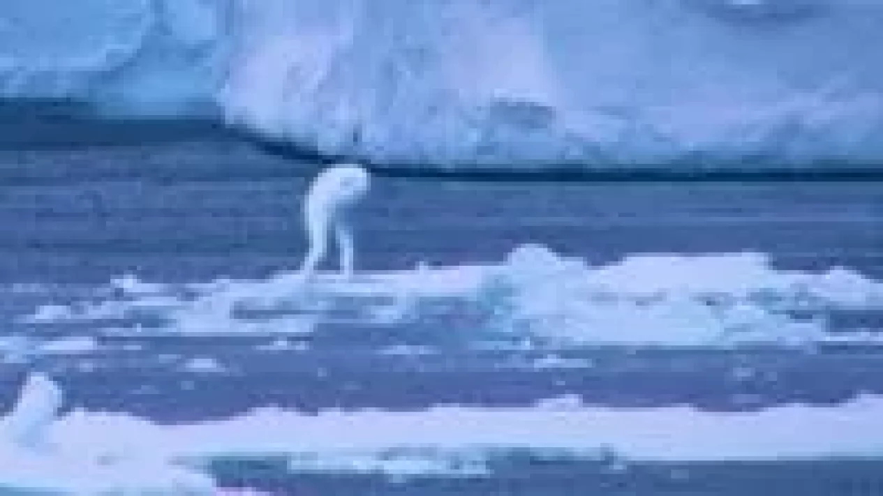5 Fakta Mengejutkan Makhluk Misterius Antartika: Benarkah Ningen Raksasa?