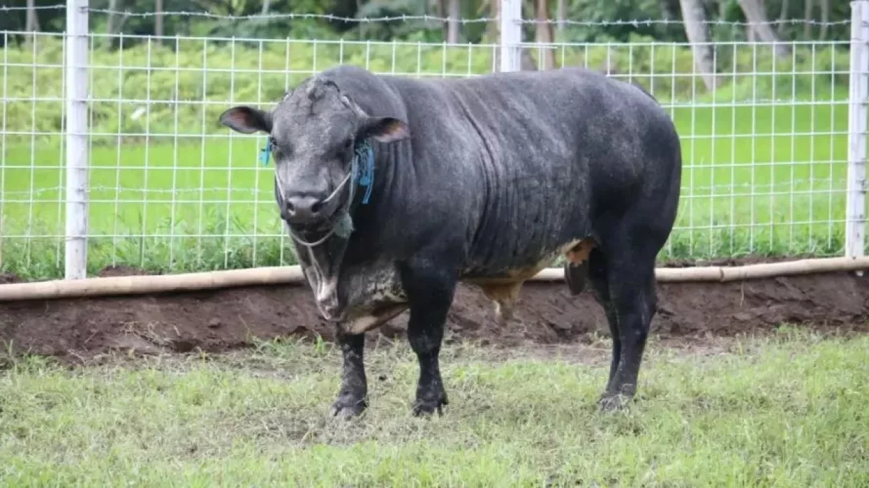 5 Fakta Sapi Gama Jenis Baru UGM, Hasil 13 Tahun Penelitian Hebat