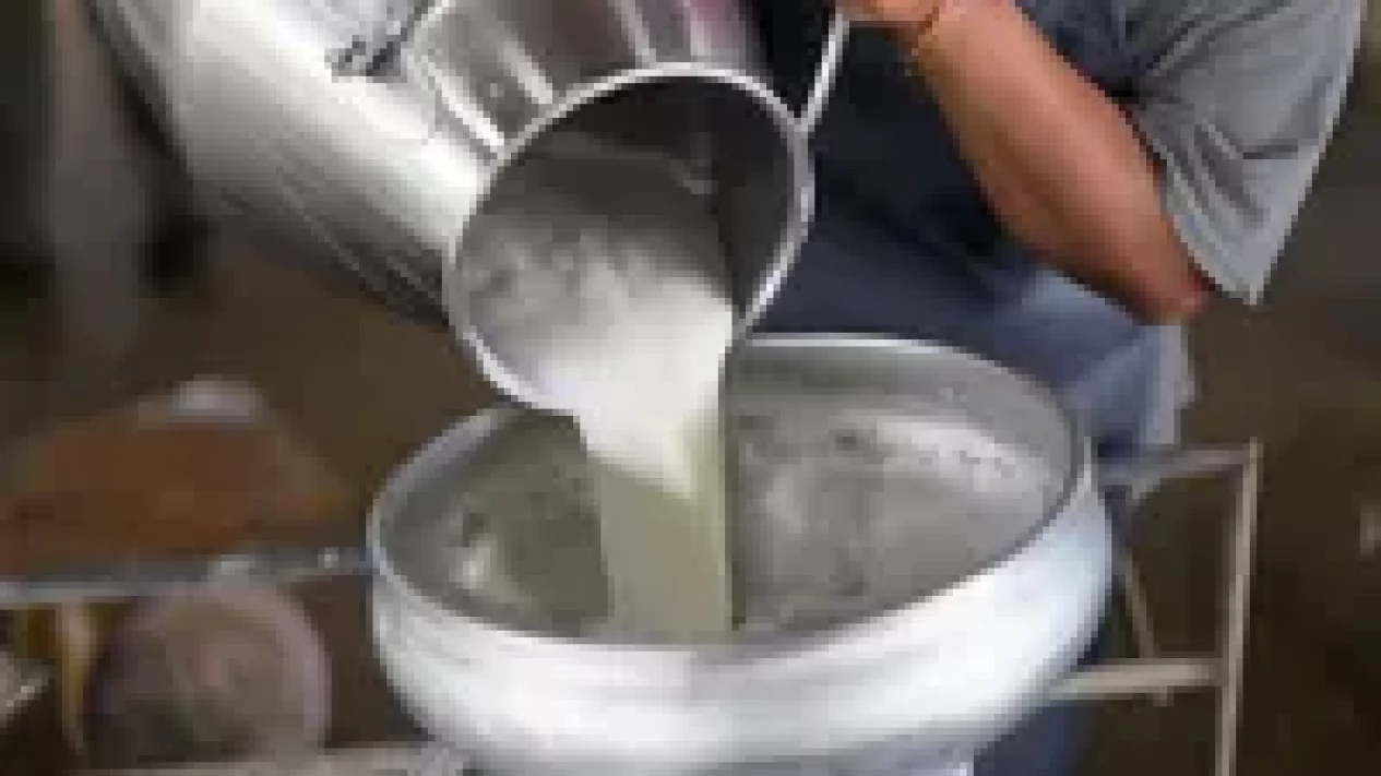 7 Tanda Kiamat di Nasi dan Susu: Kontaminasi Bakteri Mengancam Pangan