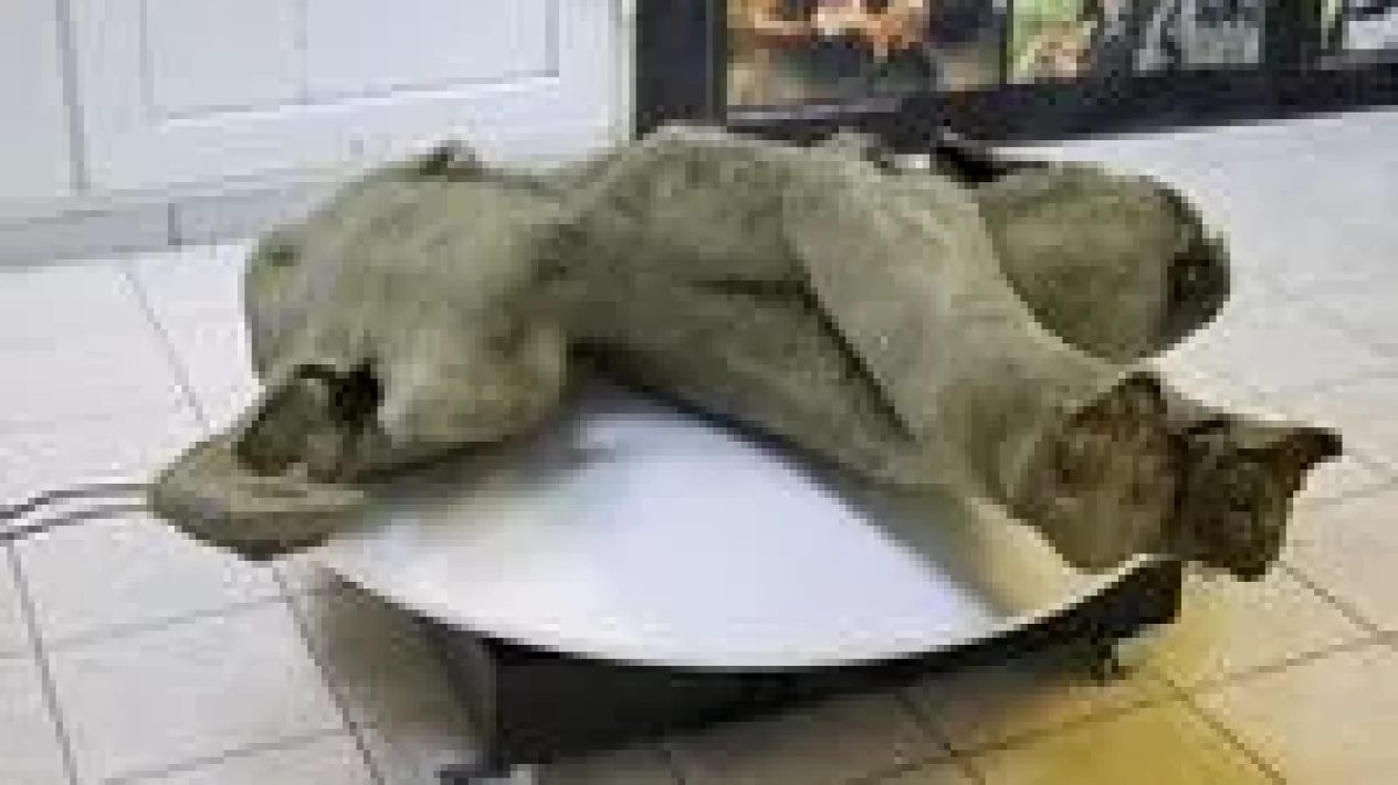 7 Fakta Mencengangkan Hubungan Manusia Purba dan Gajah Kuno