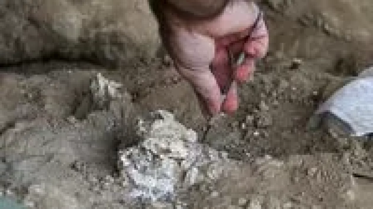 3 Fakta Mengejutkan Mikroba Batu Purba 2 Miliar Tahun, Ubah Evolusi Makhluk Hidup