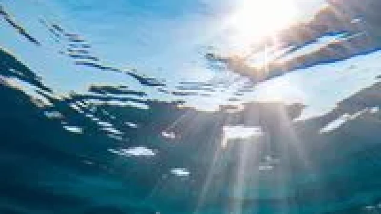 5 Bukti Perubahan Perilaku Paus Orca: Dampak Pemanasan Global Terparah?