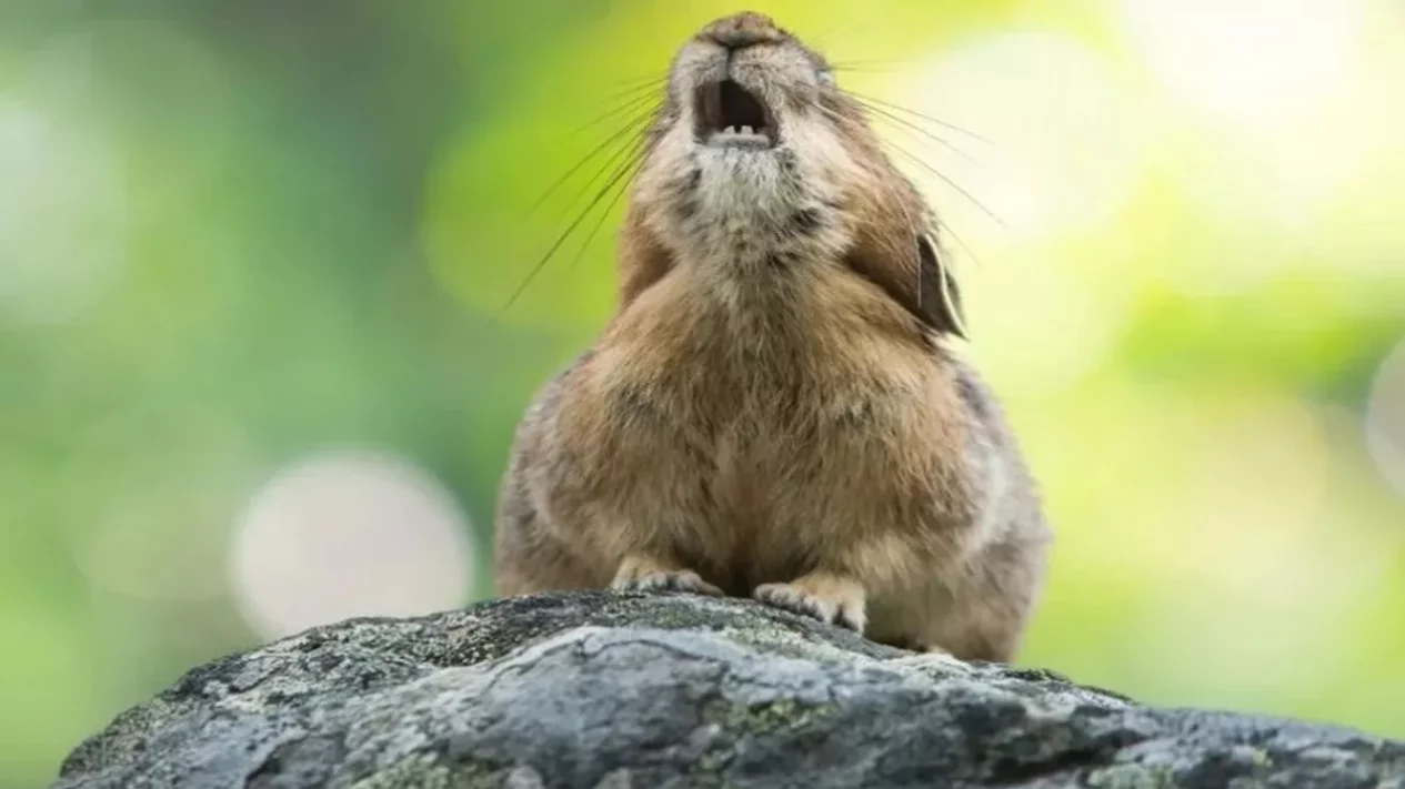 Populasinya Menurun 70%! Pika Amerika Pegunungan Rocky Hadapi Kepunahan