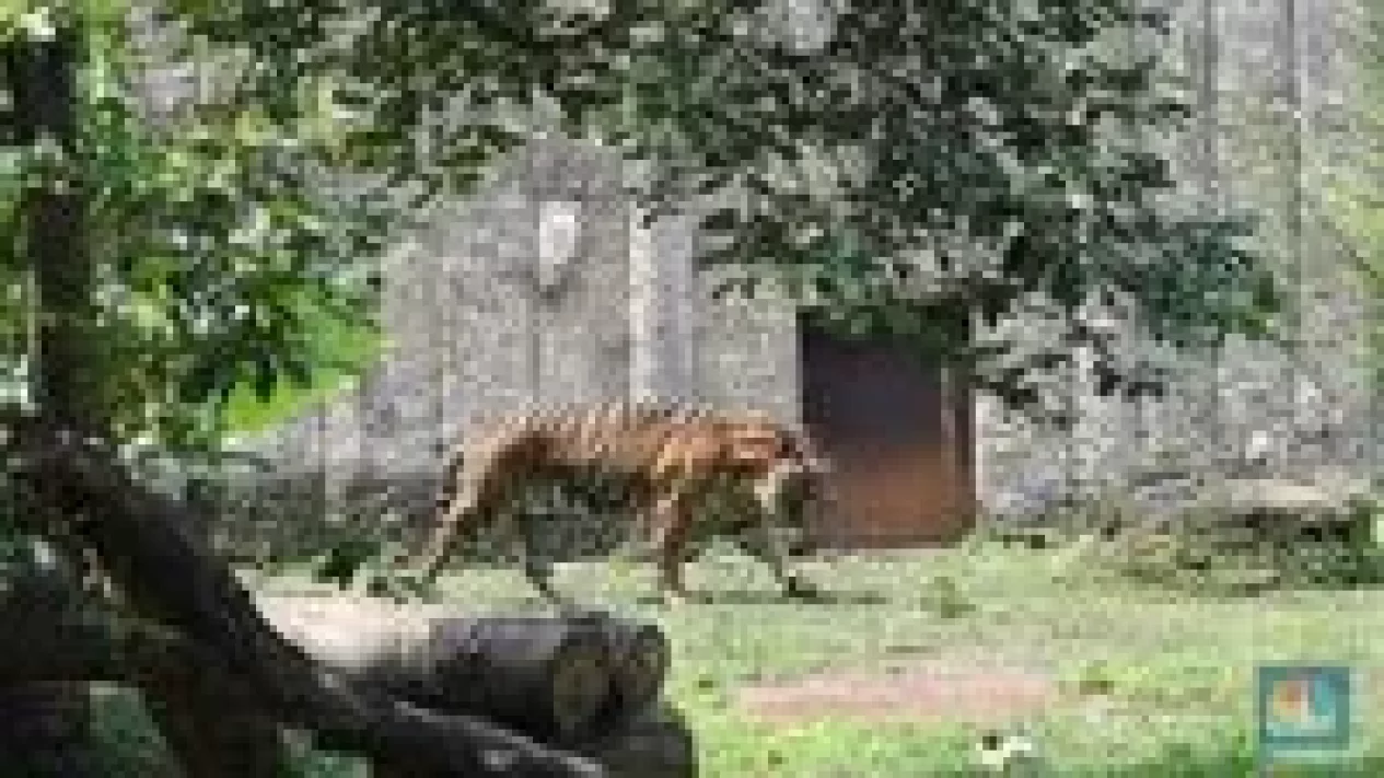 4 Fakta Mengejutkan! Harimau Jawa Dikira Punah, BRIN Ungkap Bukti Baru