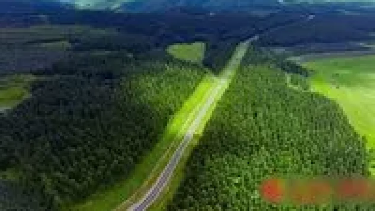 5 Fakta Mengejutkan Dampak Tanam Pohon di China: Hutan Luas, Air Berkurang