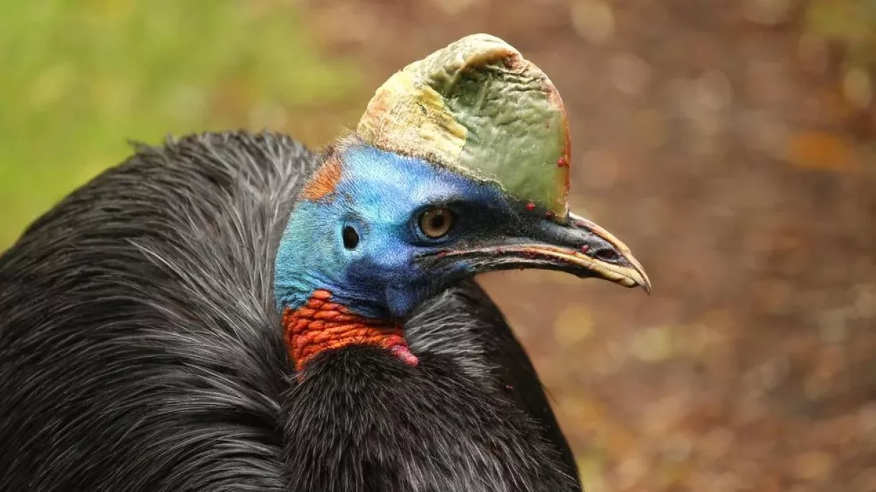Burung Paling Berbahaya di Dunia, Salah Satunya Ada di Indonesia