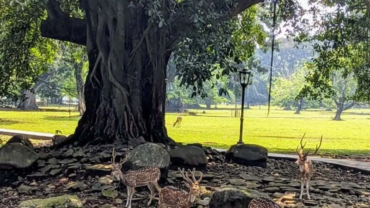 Hutan Kota di Bogor: Solusi Strategis Cegah Banjir &amp; Longsor