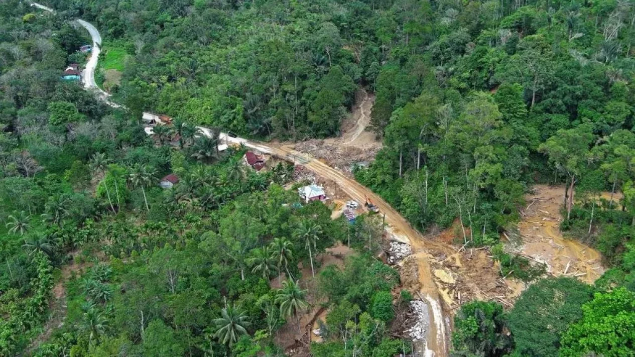 Orangutan Tapanuli Terancam Punah Akibat Habitat yang Menyusut