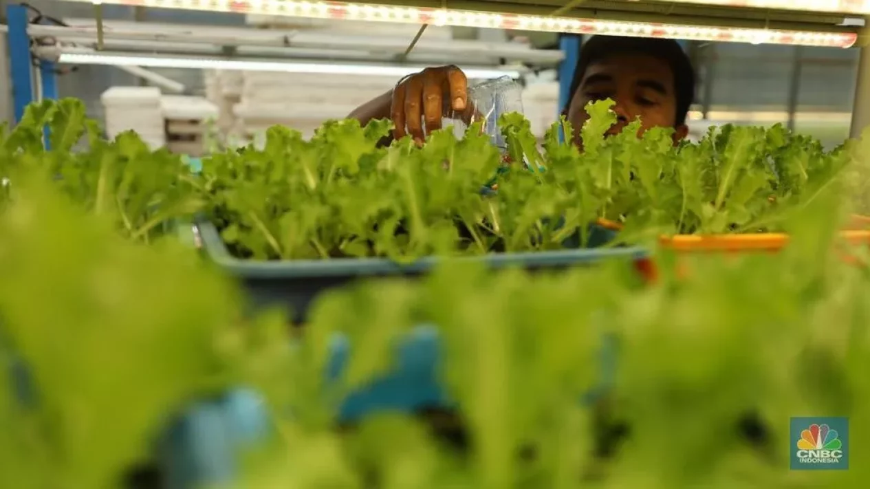 Agar Anak Suka Sayur Sejak dalam Kandungan, Ini Tipsnya