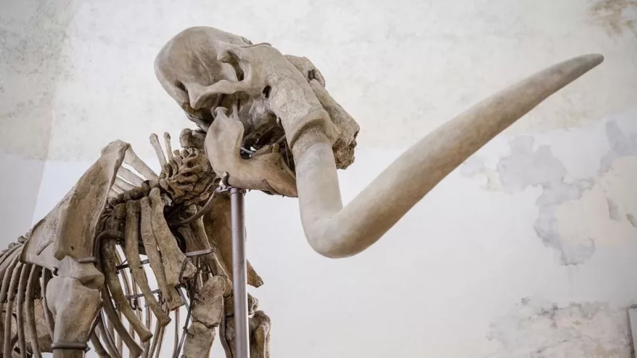 Fosil Tulang Paus Purba Dikira Mammoth, Misteri 70 Tahun Terungkap